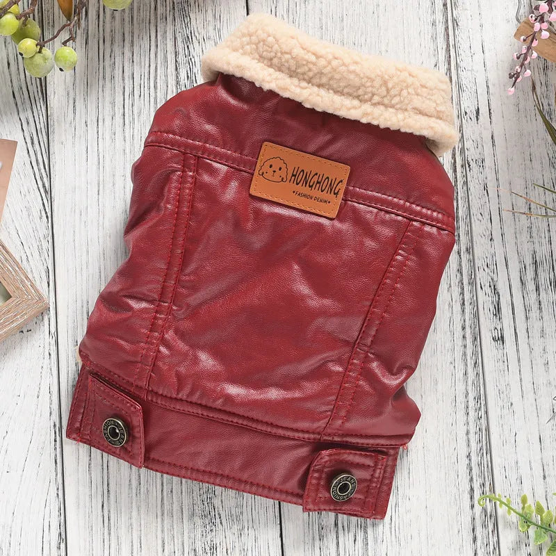 Red fleece-lined PU leather pet coat with British collar on small dog, two-legged winter design