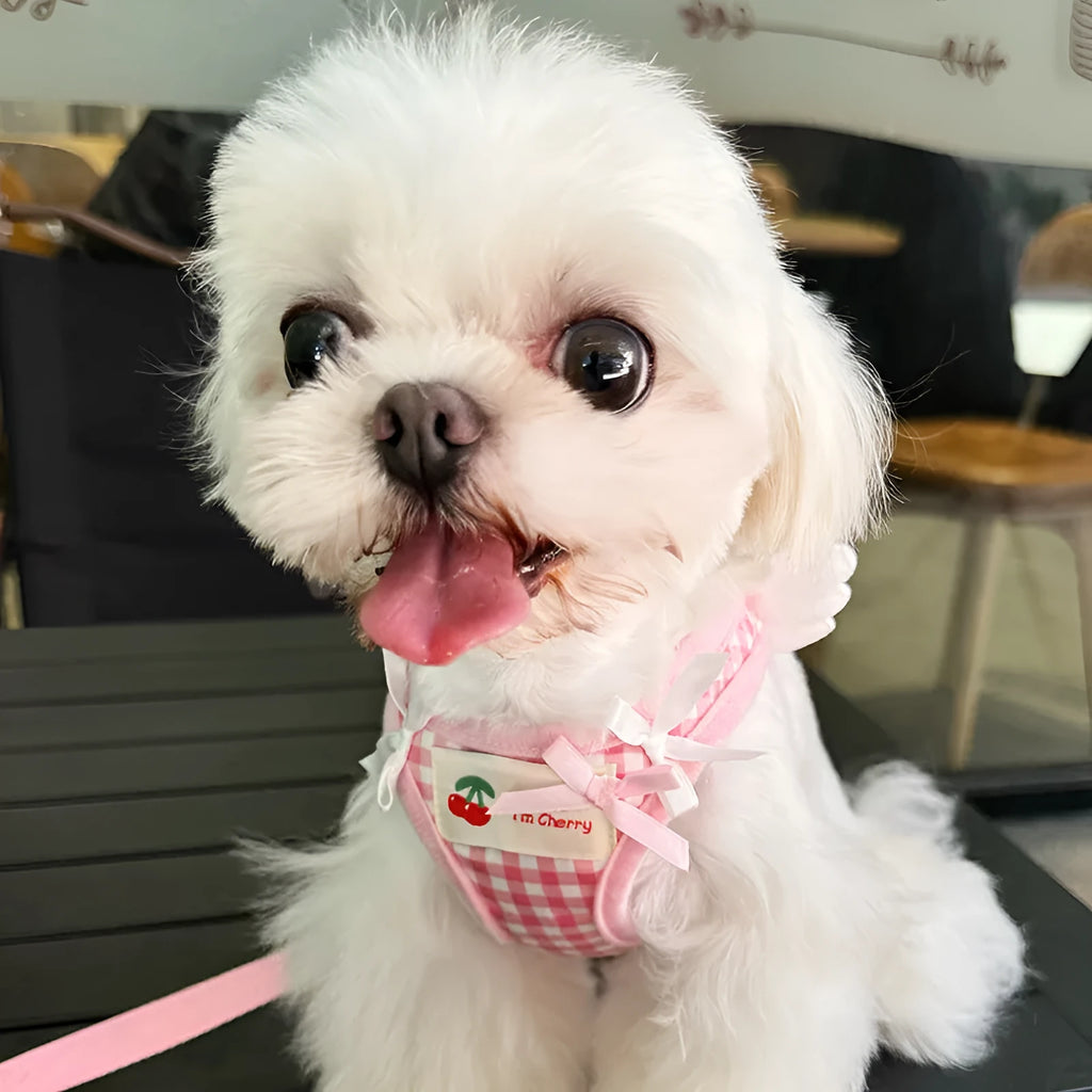 Small dog wearing pink cotton harness with chest and back leash attachment points