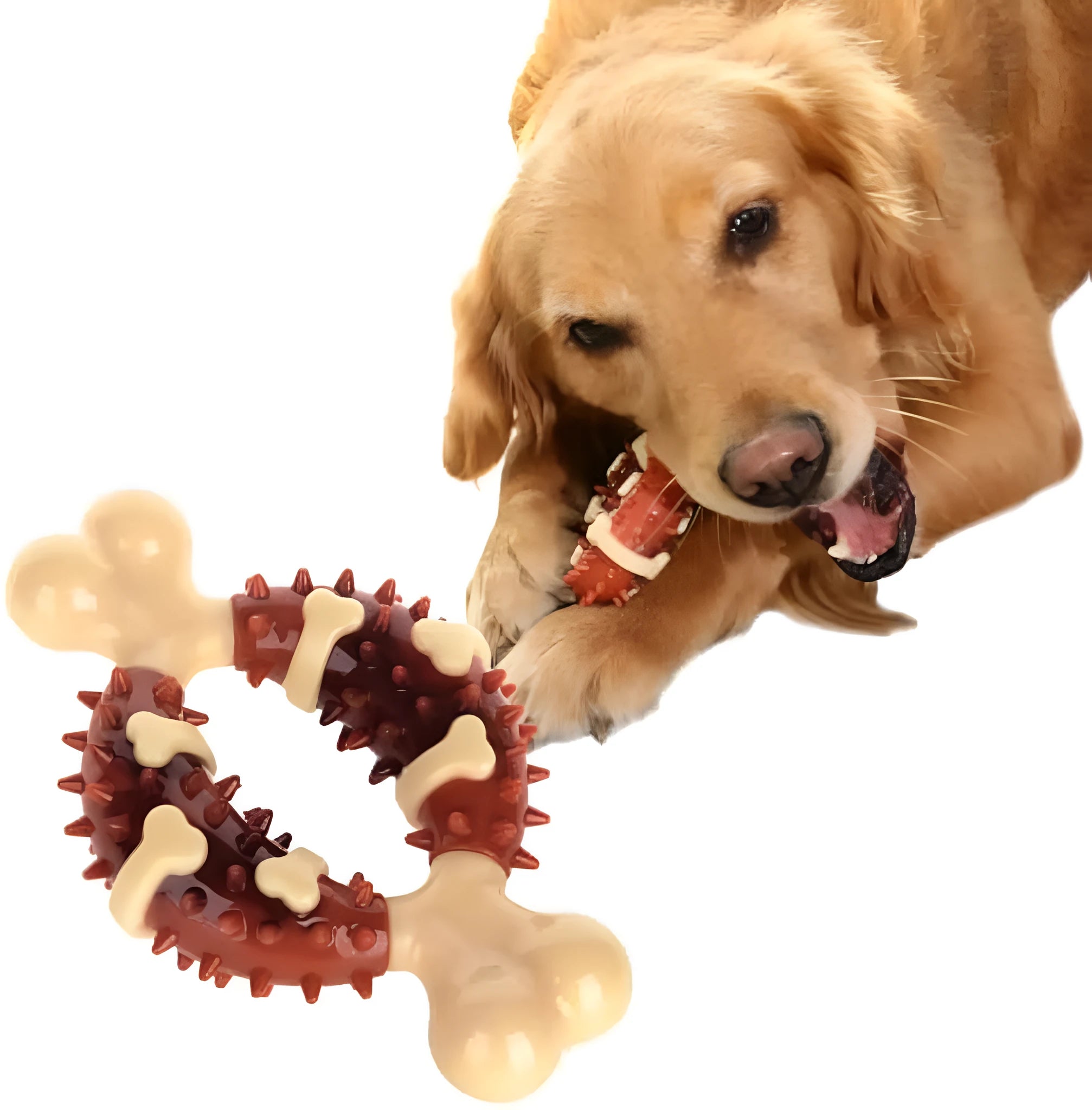 Natural rubber bone-shaped pet molar chew toy for dogs in two sizes