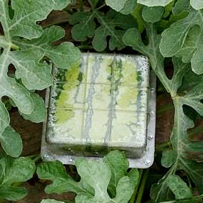 Square plastic watermelon growth mould measuring 13x13x13cm for shaping fruit