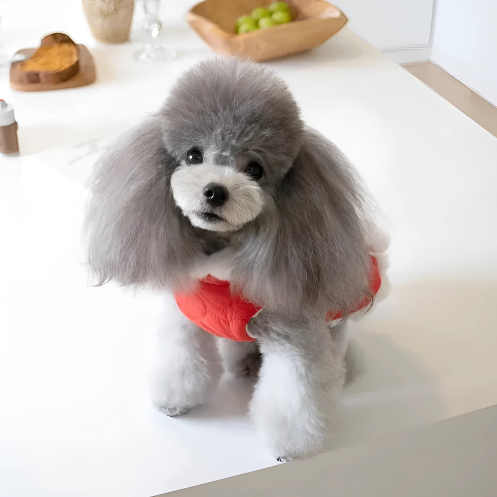 Red Chinese-style pet clothing with fur collar and traditional knot decoration for winter wear
