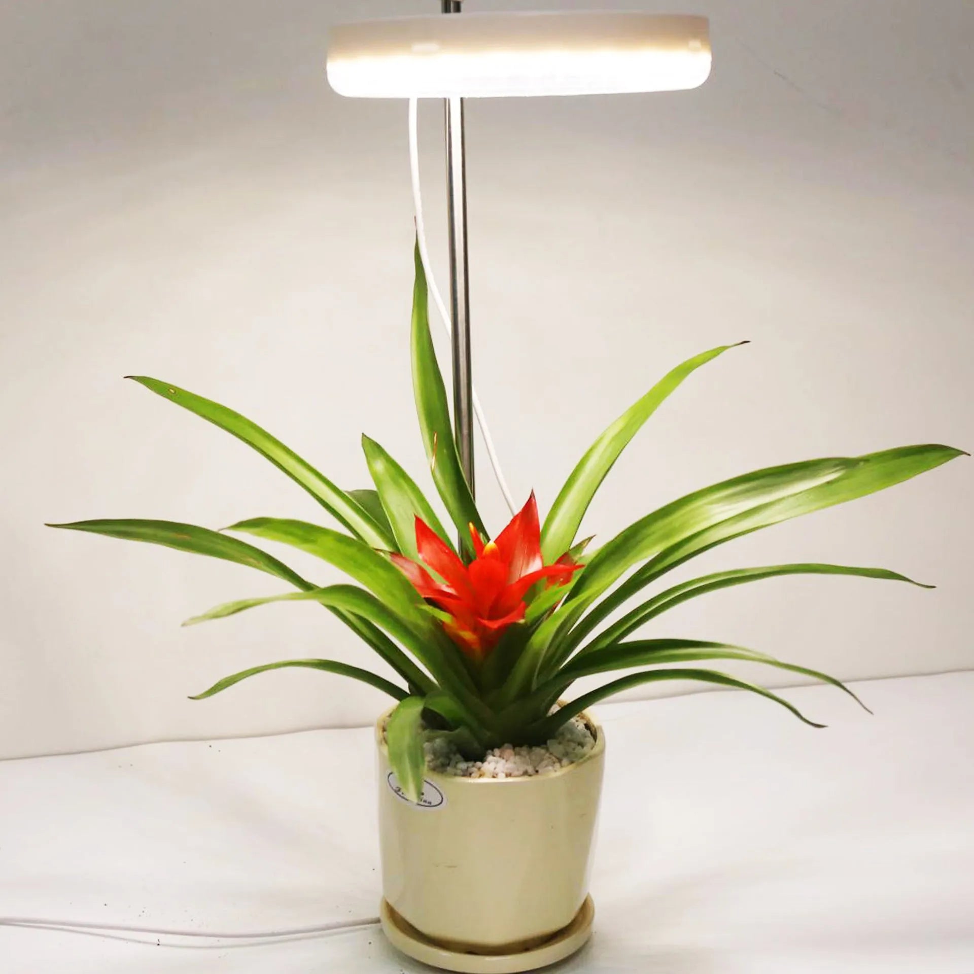 Desk plant growth lamp with full spectrum light and adjustable heads on a wooden surface.