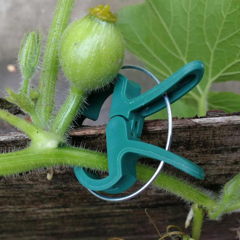 Green plastic and zinc plant fixing clips in large and small sizes for garden vine support.