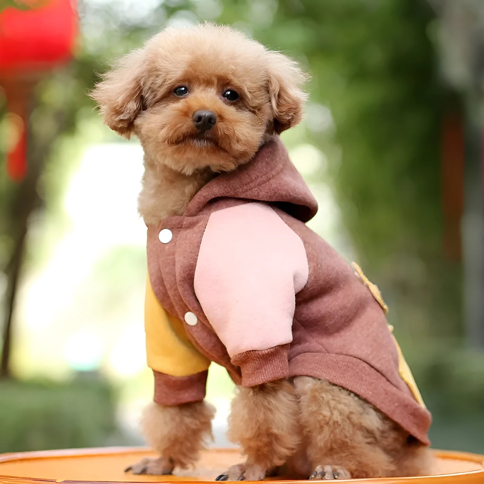 Brown cotton dog sweatshirt shown with green and pink colour options, sizes XS to 2XL