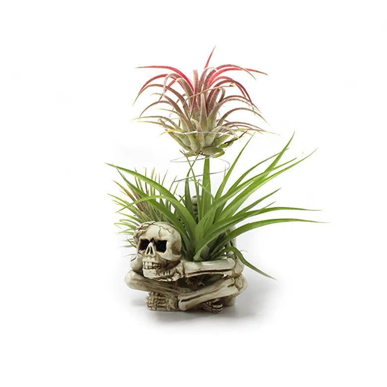 Gothic style resin skull air plant bracket with iron mounting base for tillandsia display
