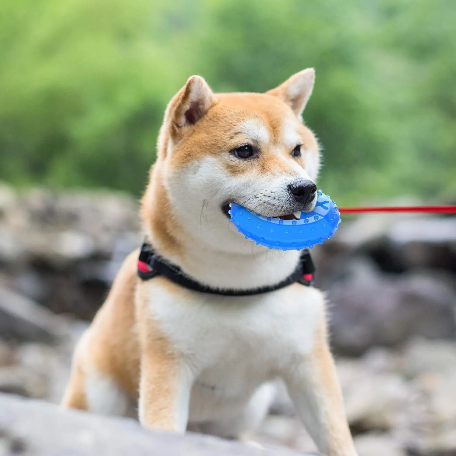 Freezable plastic bone and circle shaped dog chew toys for teething puppies.