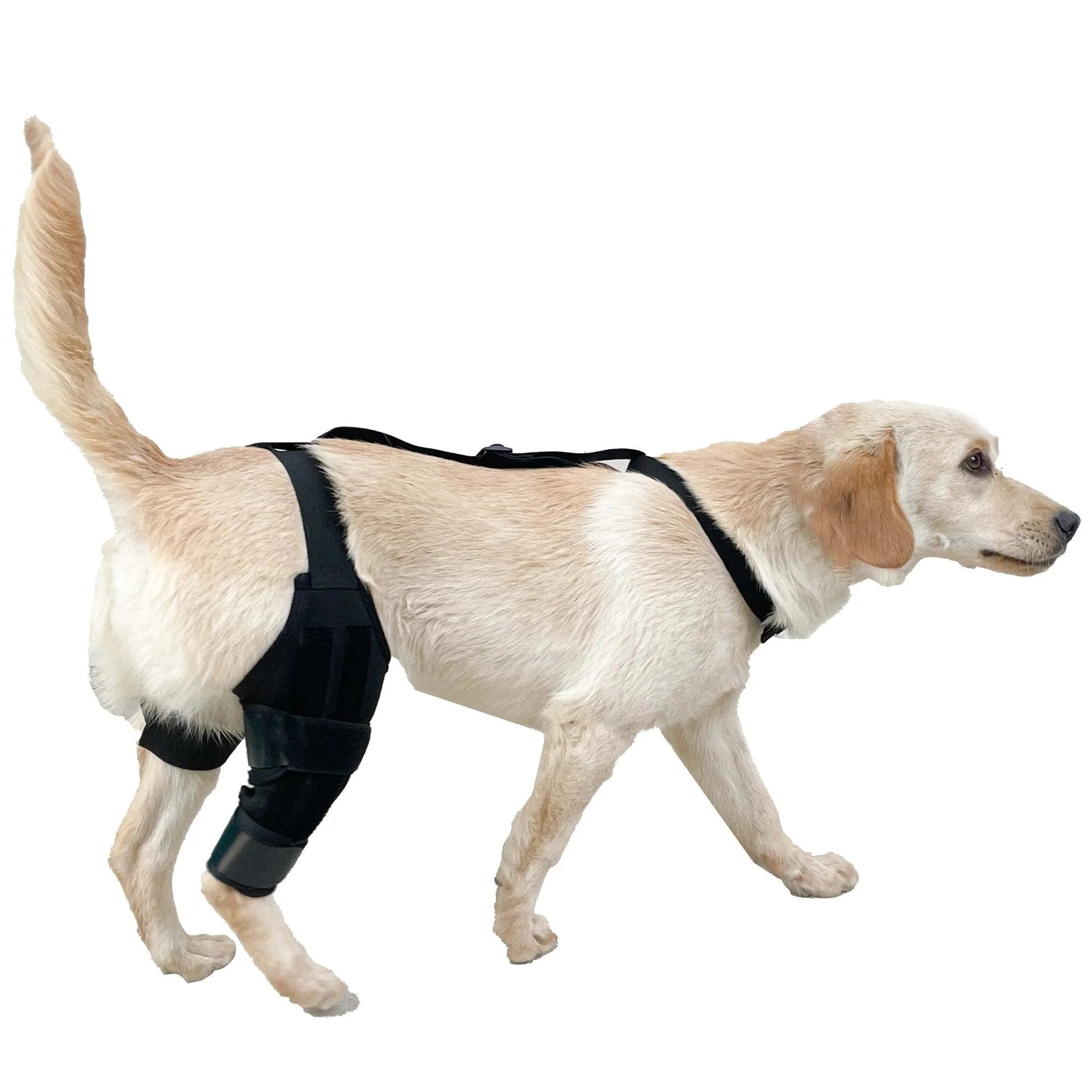 Neoprene dog knee brace support strap wrapped around canine hind leg in silver grey colour