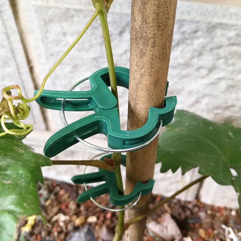 Green plastic and zinc plant fixing clips in large and small sizes for garden vine support.
