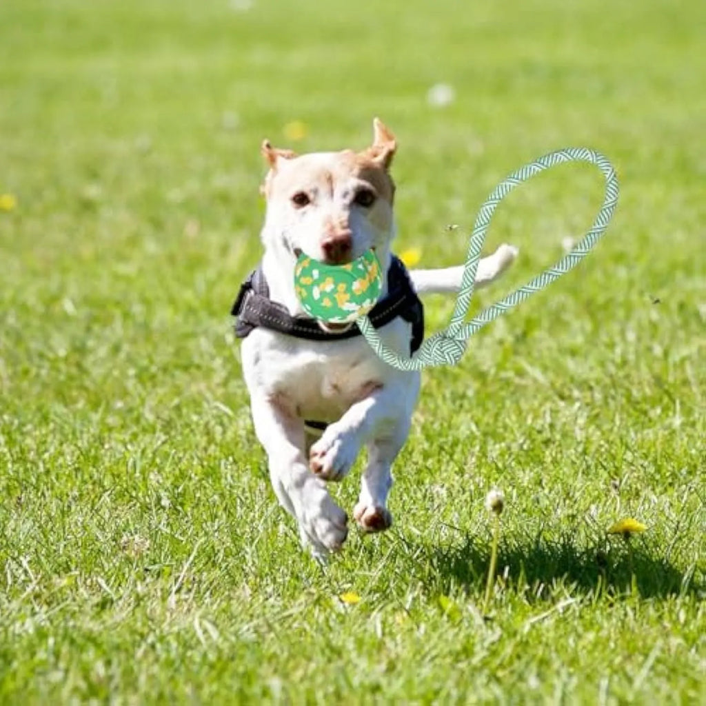 Natural rubber dog ball on nylon rope toy for medium and small dogs in two size options