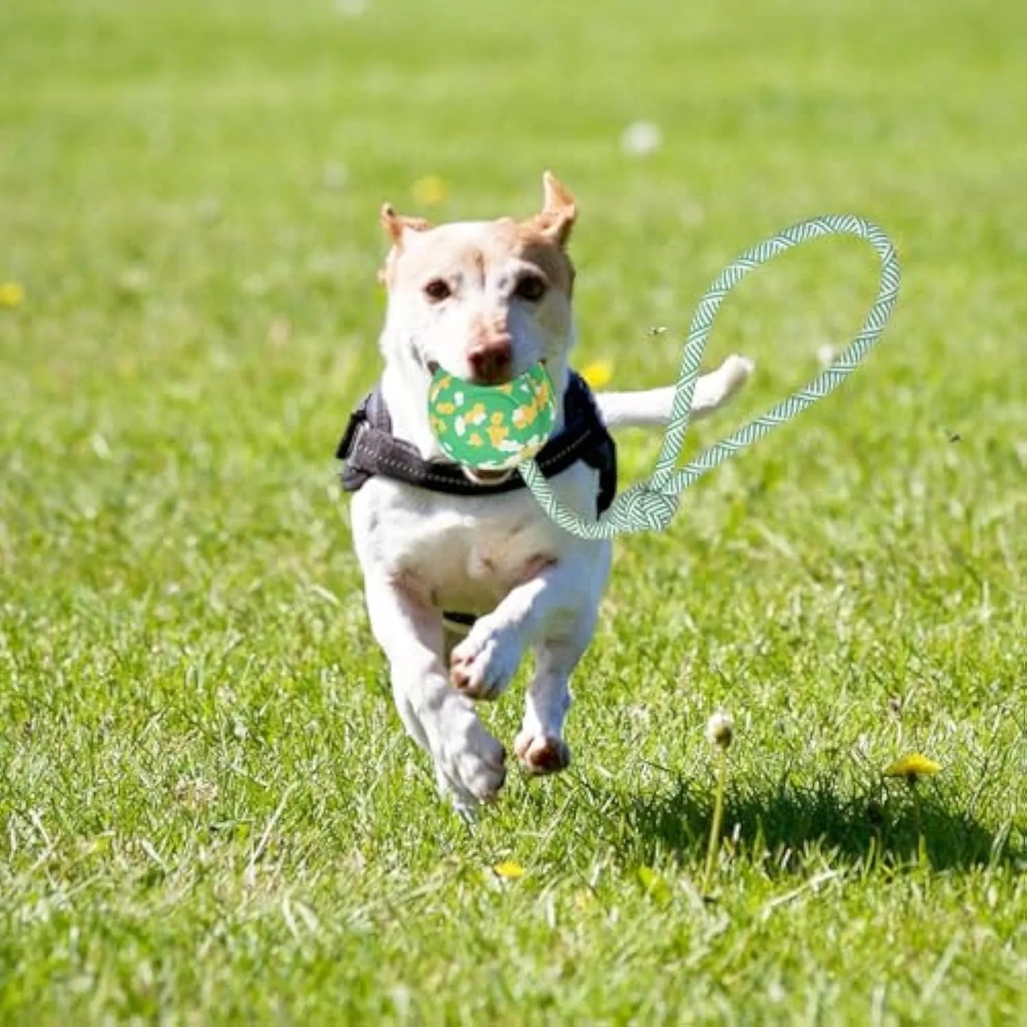 Natural rubber dog ball on nylon rope toy for medium and small dogs in two size options