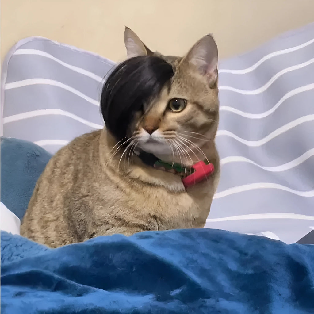 Black polyester cat wig with imitation braid styling for costume dress up