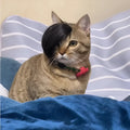 Black polyester cat wig with imitation braid styling for costume dress up