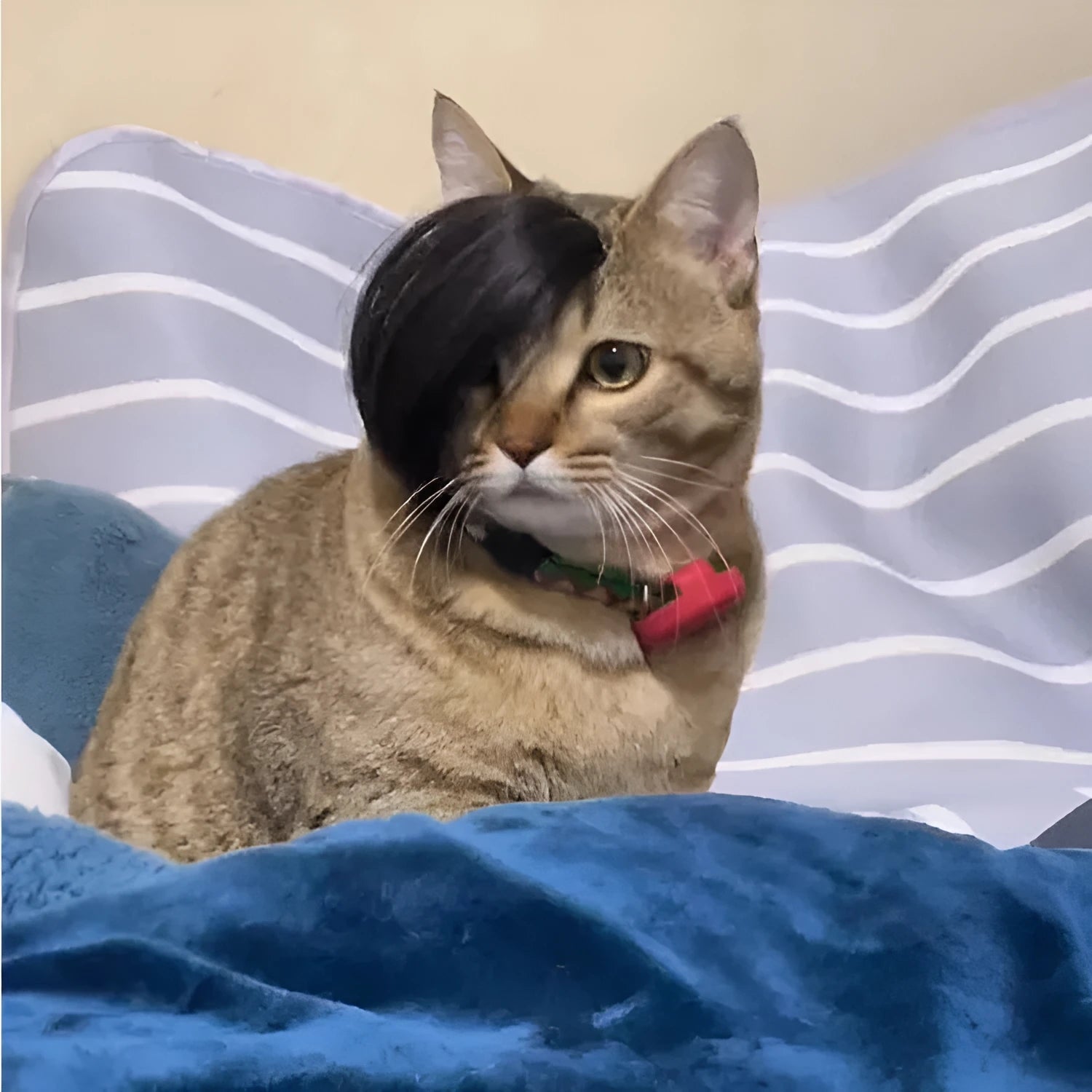 Black polyester cat wig with imitation braid styling for costume dress up