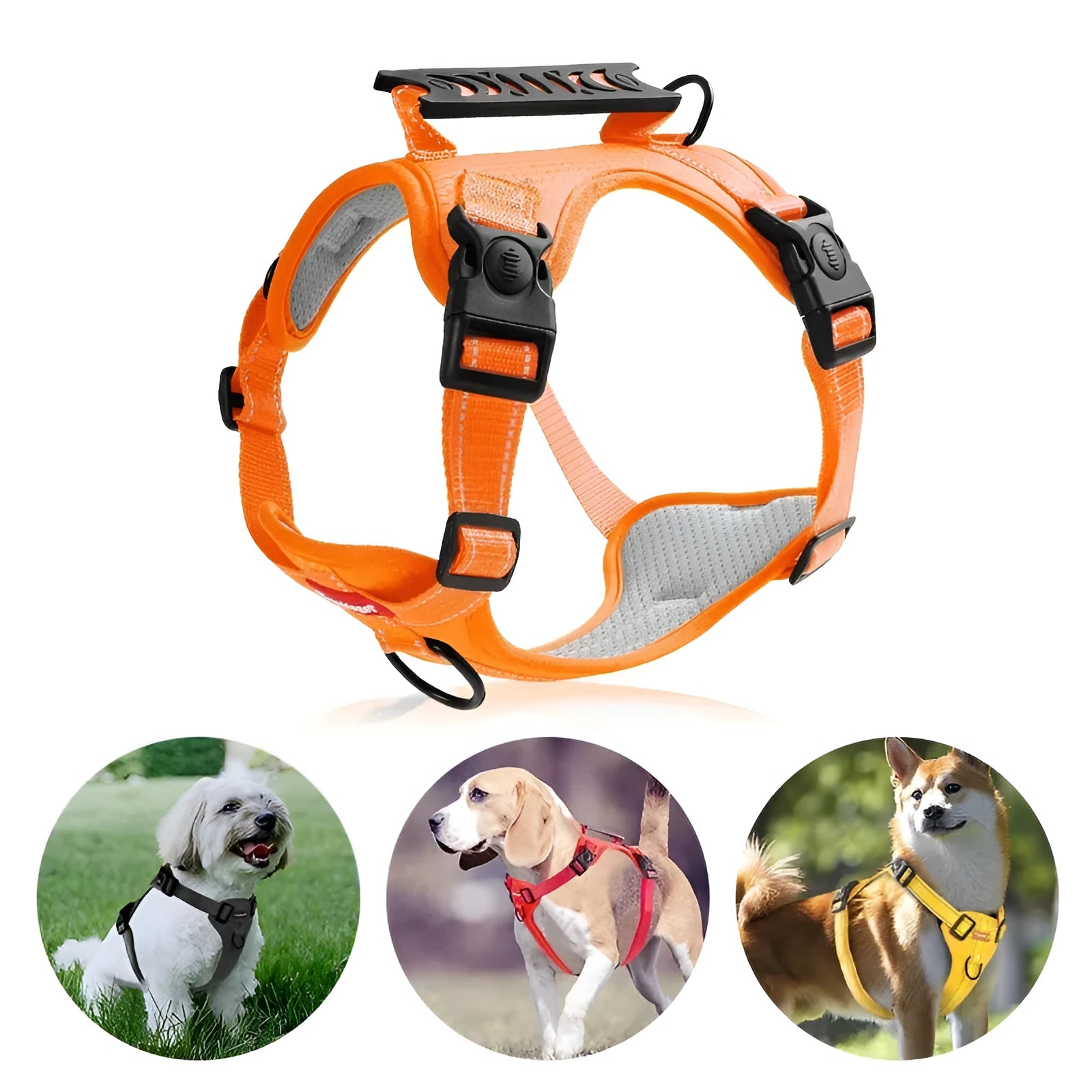 A dog wearing a blue adjustable chest harness with an attached lead, shown in a size large.