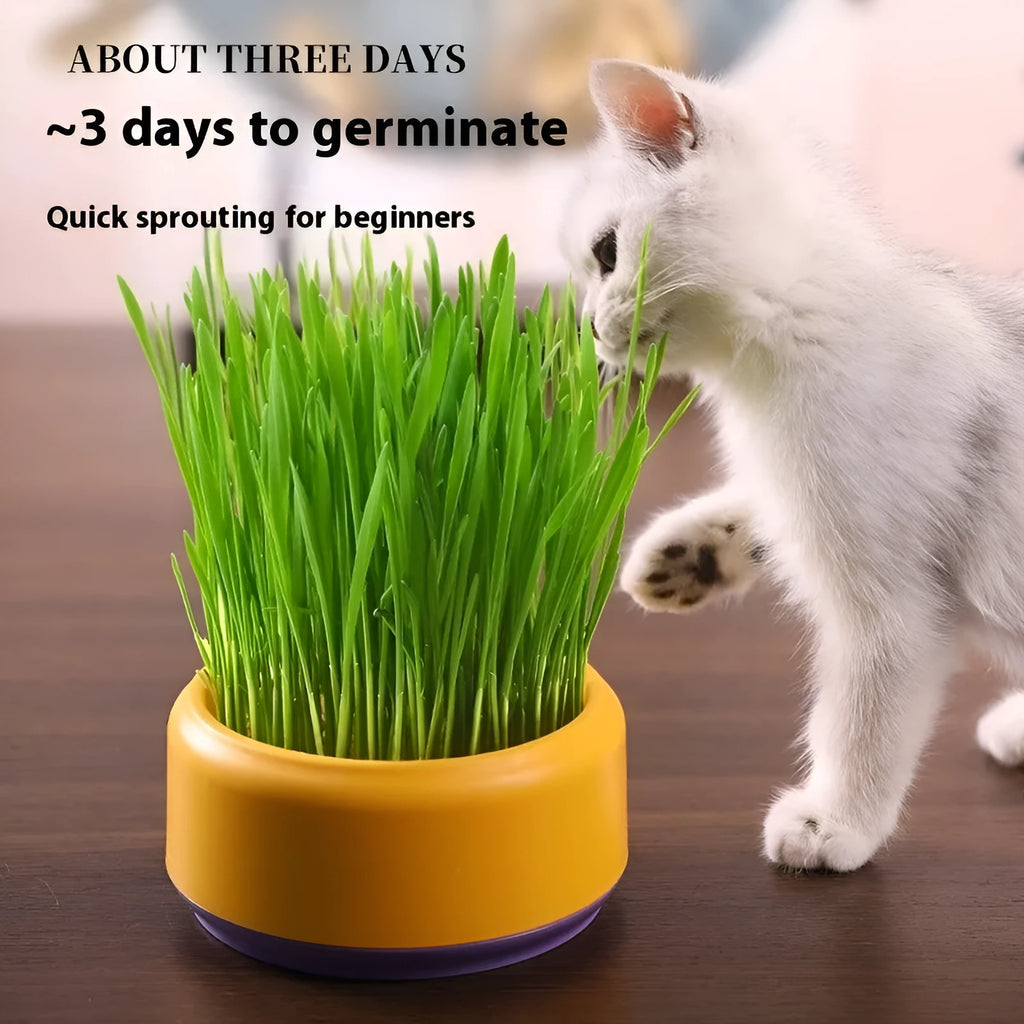 Hydroponic cat grass growing kit with blue, green, and yellow cup options and five seed packs.