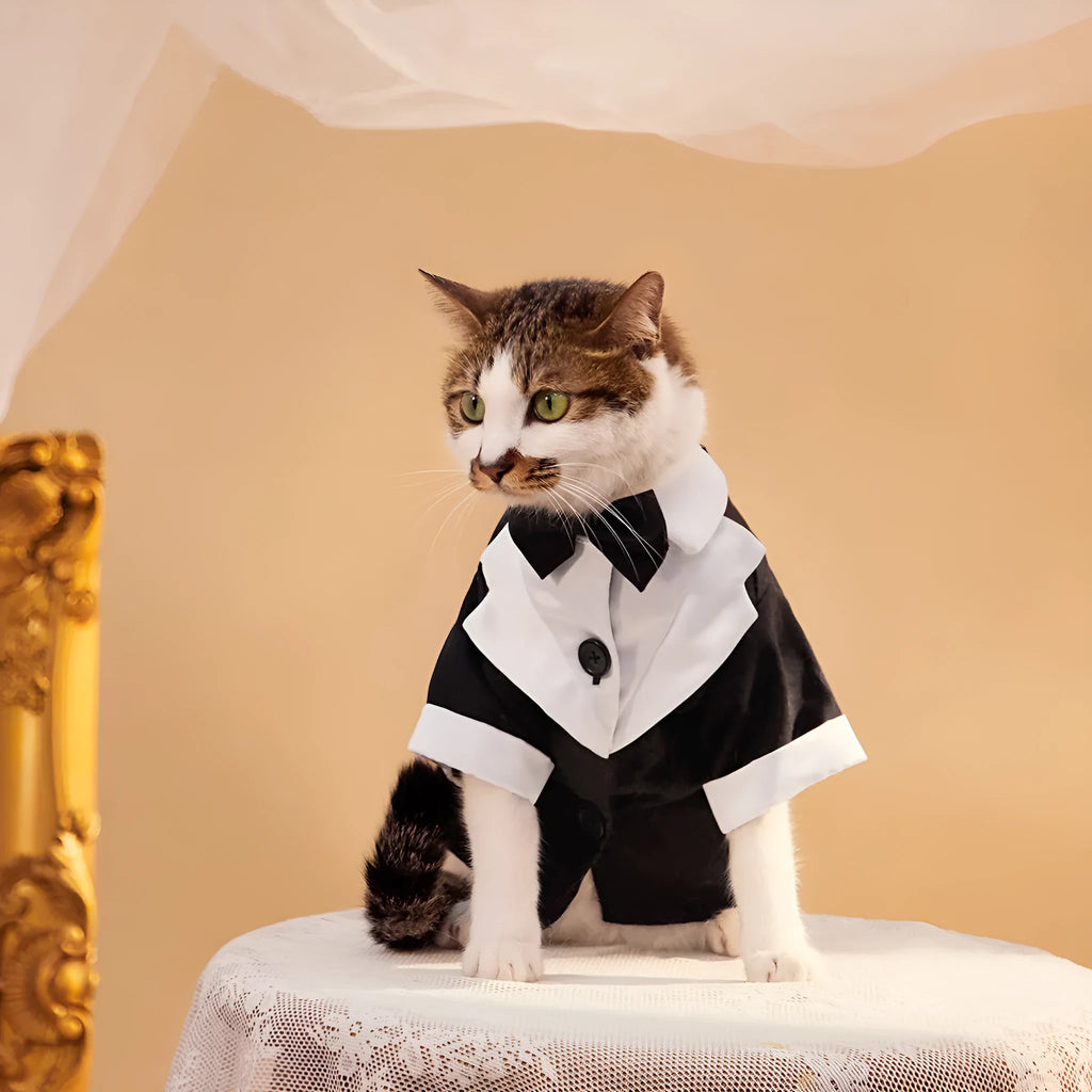 Black four-legged dog wedding suit Chinese style tuxedo on pet