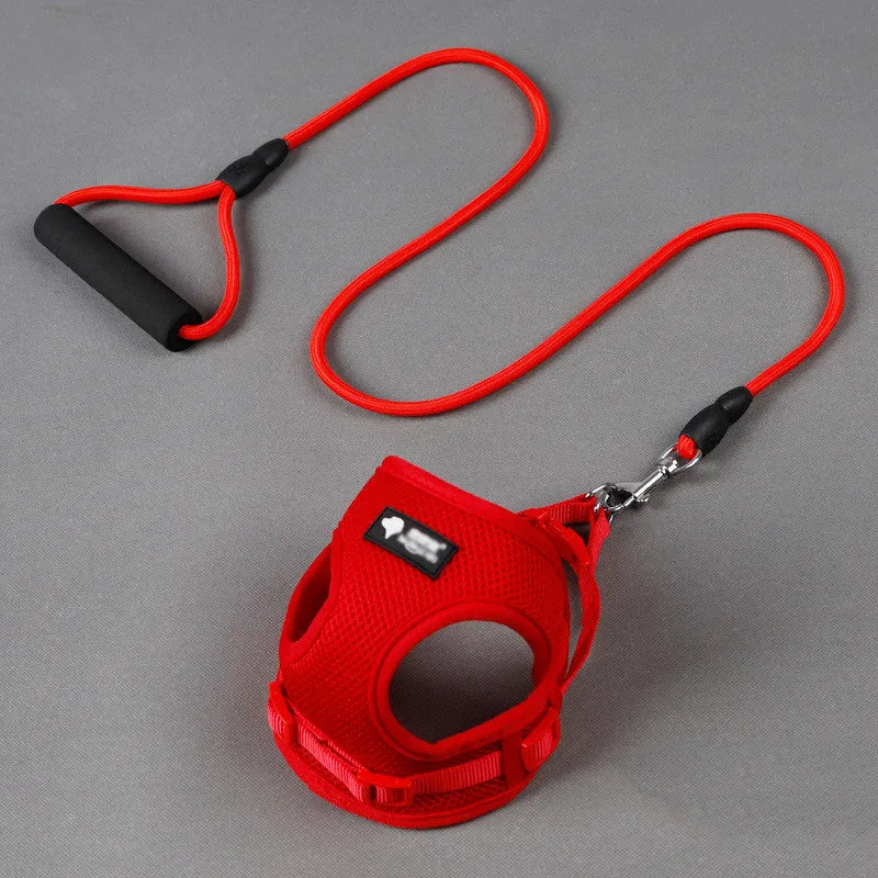 Blue dog leash and collar set with foam-padded handle for small dogs.