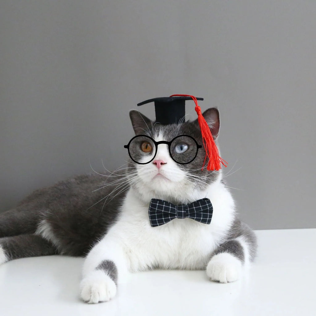 Pet dog wearing a yellow doctor's cap hair band and matching bow tie.