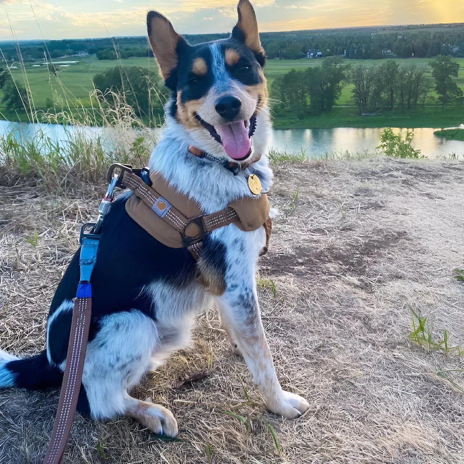 Dog training chest strap with 1.8 metre hand holding rope in reflective option