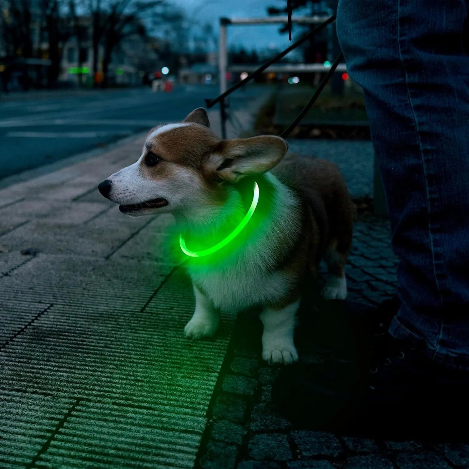 USB rechargeable LED dog collar glowing blue with adjustable TPU strap and ABS light housing