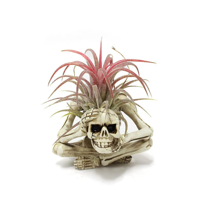 Gothic style resin skull air plant bracket with iron mounting base for tillandsia display