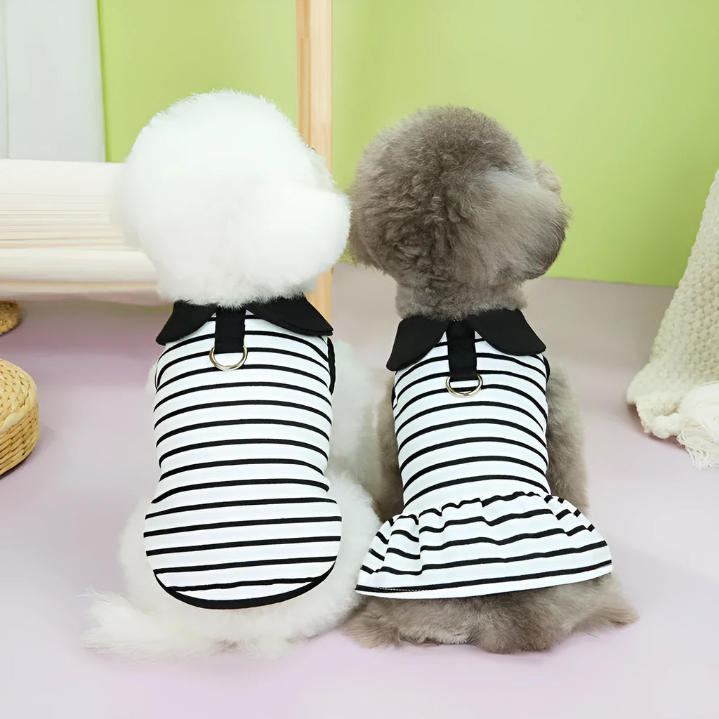 Pet wearing striped cotton T-shirt and skirt summer outfit in casual style