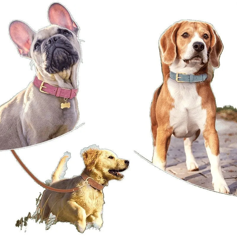 A double-layer leather dog collar with a matching lead in blue, shown alongside brown and rose red colour options.