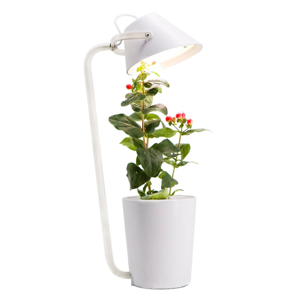 White desktop hydroponic container for soilless plant cultivation