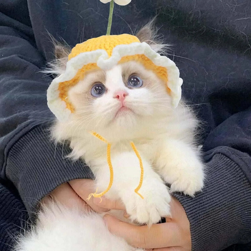 Green knit cartoon costume hat on a cat, showing soft fabric and design for parties.