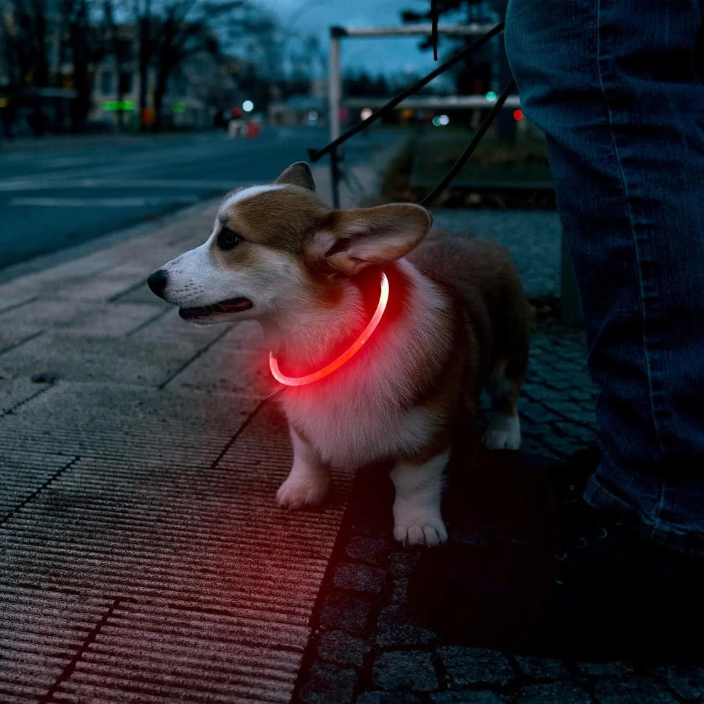 USB rechargeable LED dog collar glowing blue with adjustable TPU strap and ABS light housing
