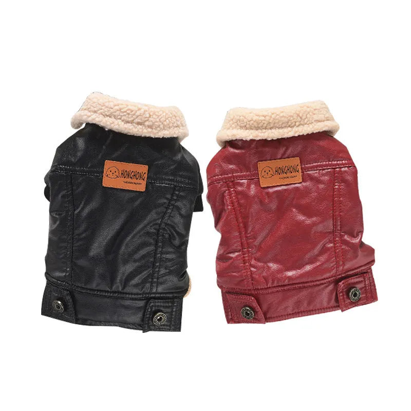 Red fleece-lined PU leather pet coat with British collar on small dog, two-legged winter design
