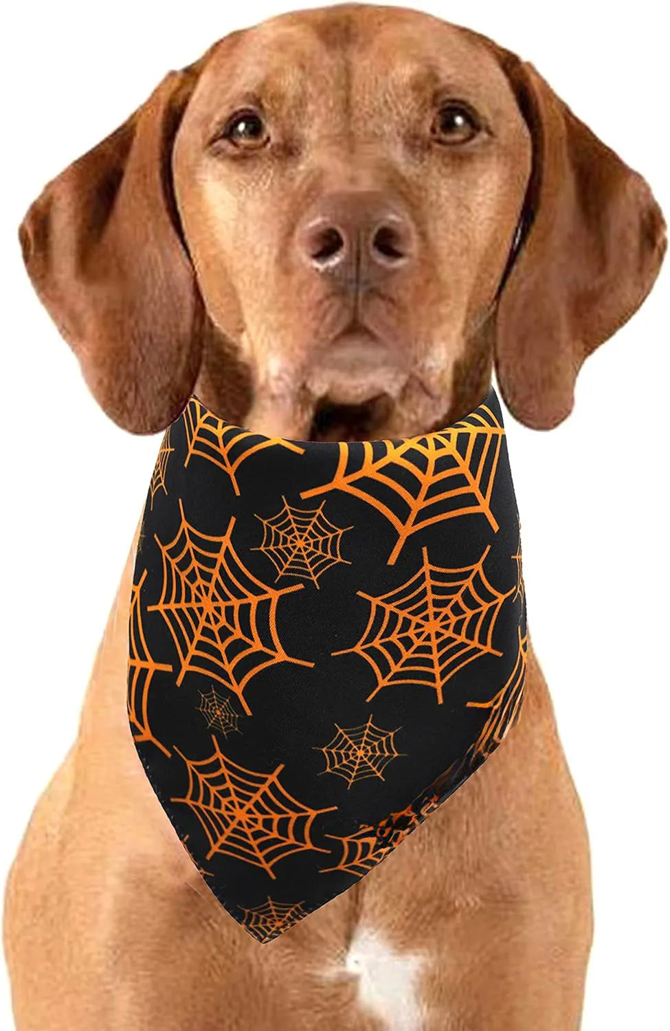 Black and orange reversible Halloween dog bandana with pumpkin and spider web patterns on a dog.