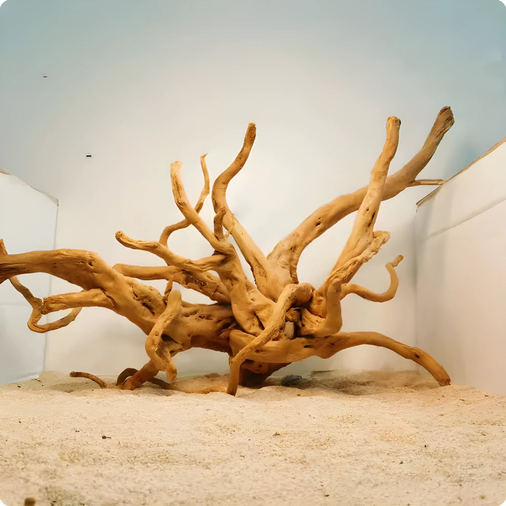 Xiaoqi root natural wood aquarium ornament for fish tank decoration, showing branch-like structure.