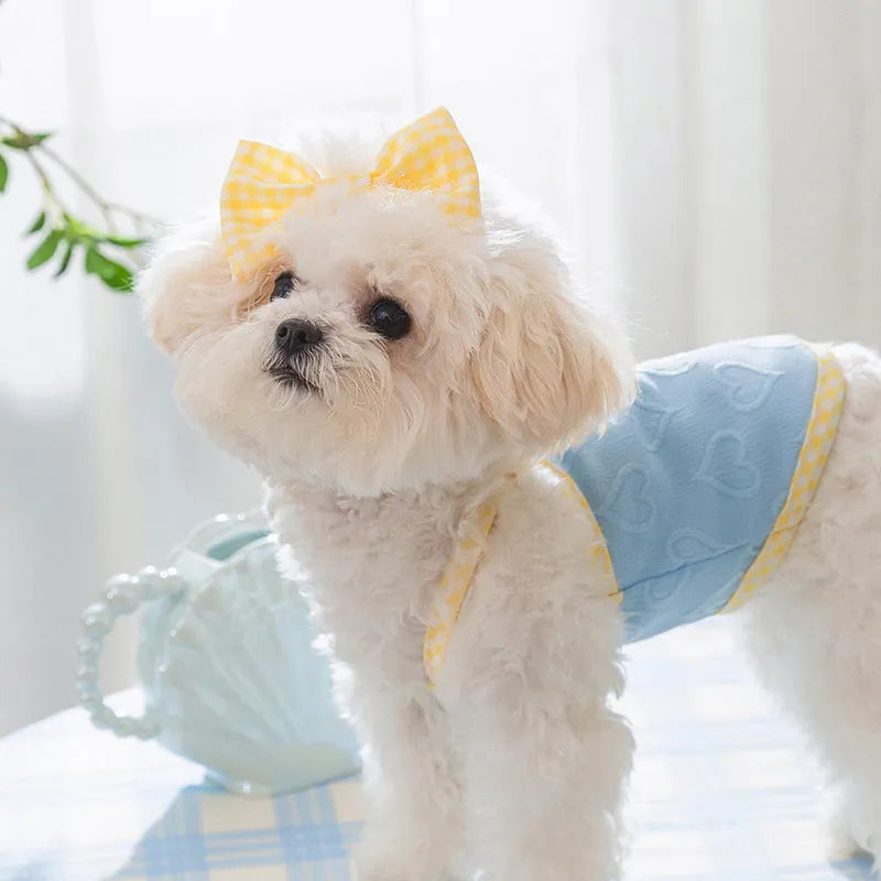 Small dog wearing a blue elastic vest with a heart texture bow on the front.
