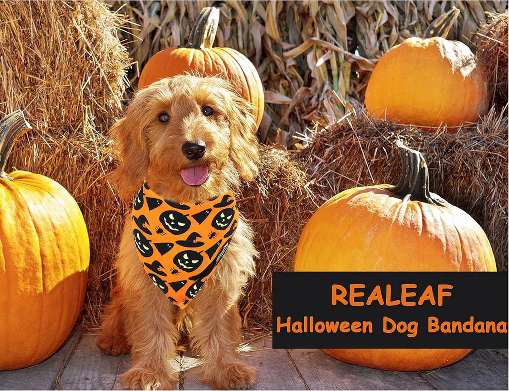 Black and orange reversible Halloween dog bandana with pumpkin and spider web patterns on a dog.