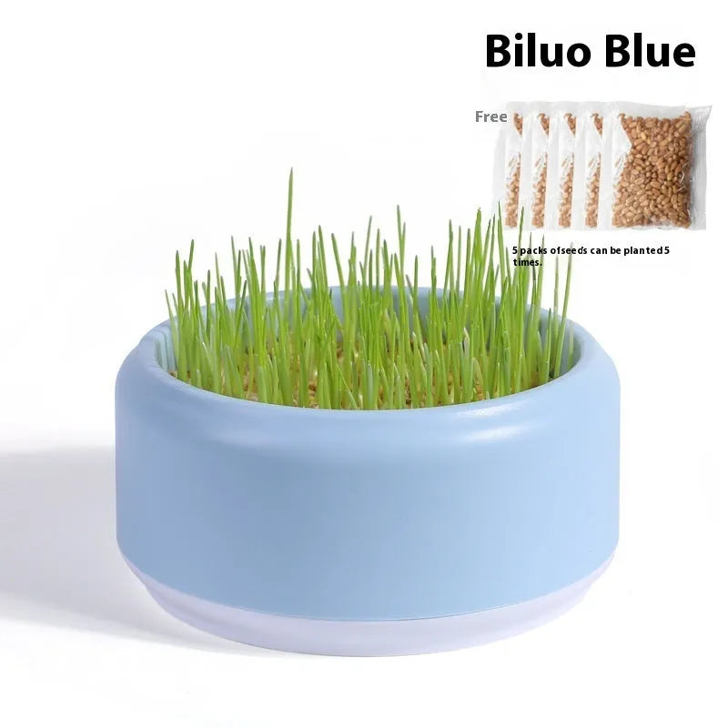 Blue, green, and yellow hydroponic cat grass cups with soilless medium and seed packets.