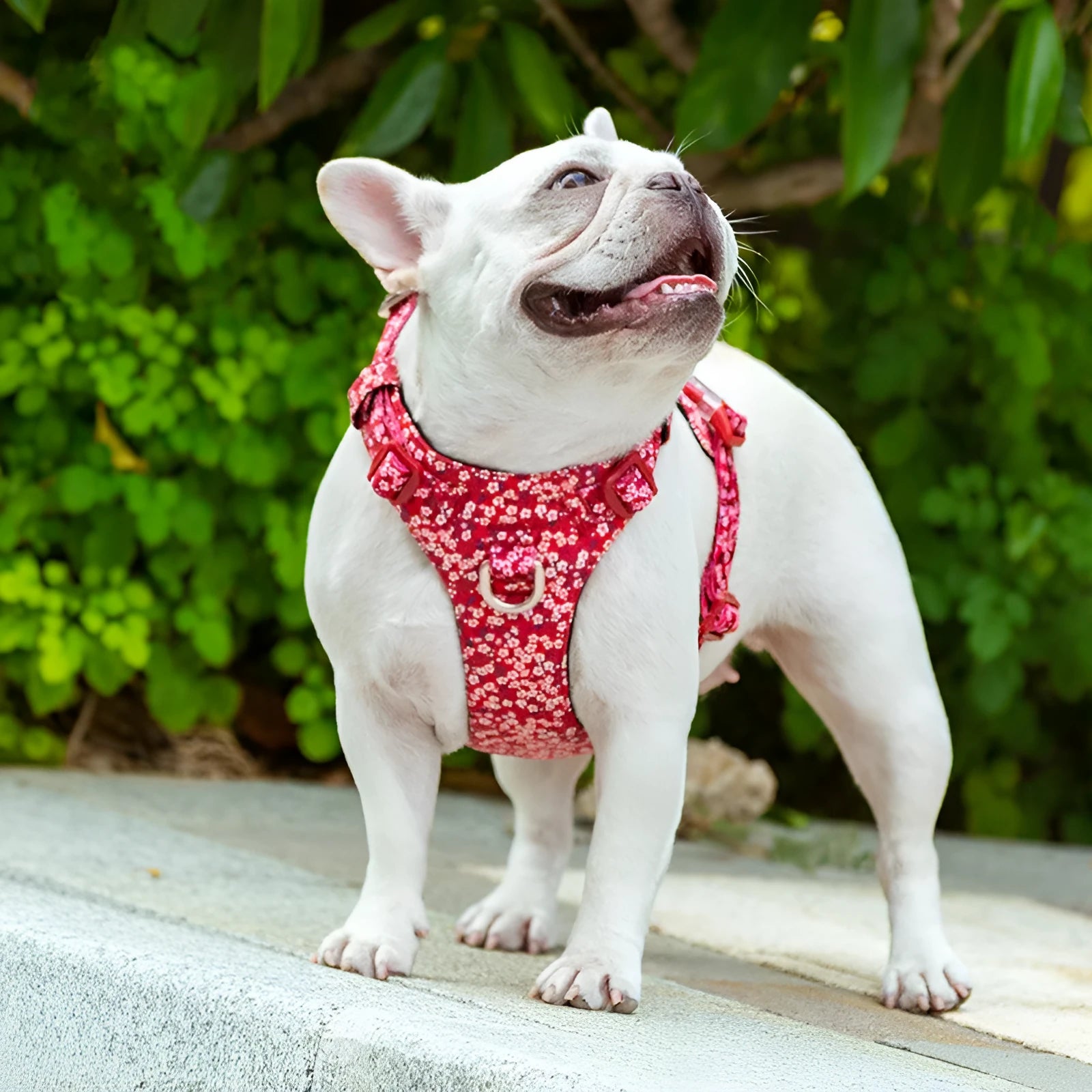 Floral pattern pure cotton dog chest strap harness in red, blue, or green colours
