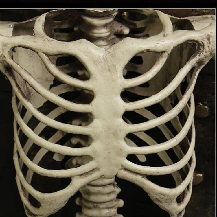 Full-size 170cm tall plastic skeleton prop for Halloween and event decoration