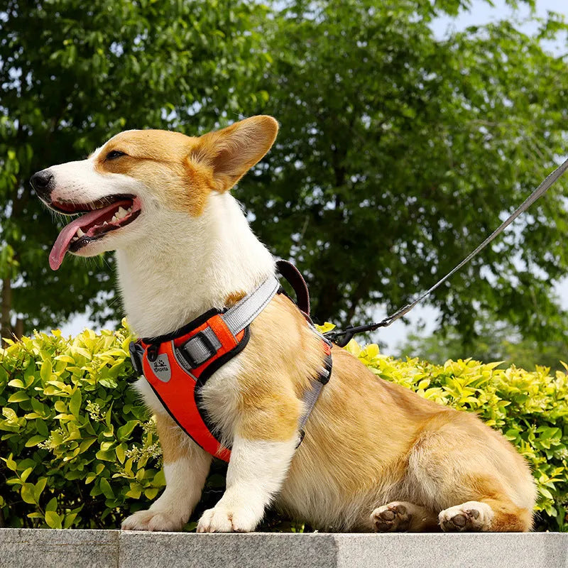 Polyester dog chest back harness with hand holding rope in various colours on size chart.