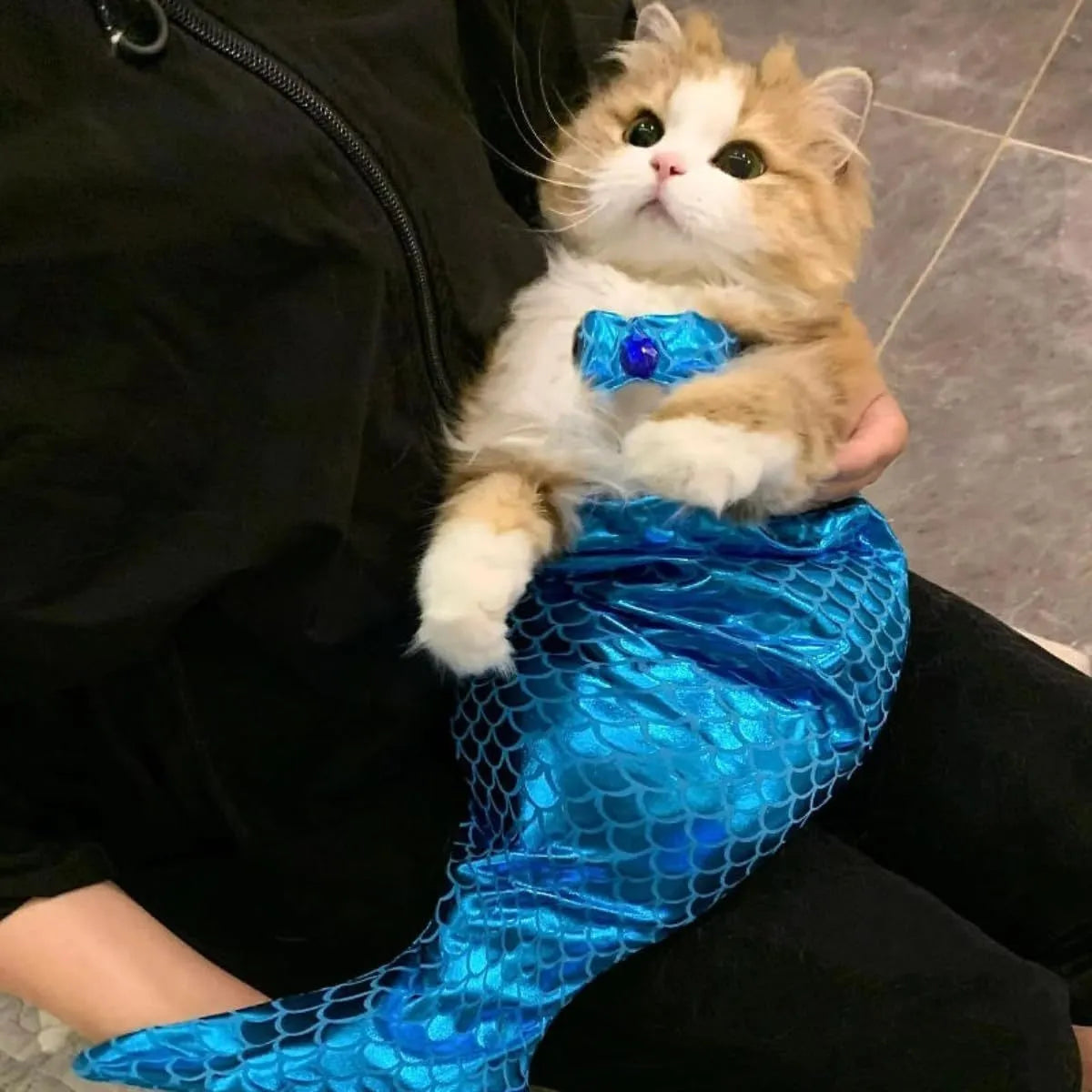 Blue pet mermaid costume with fish tail and elastic chest strap on small dog