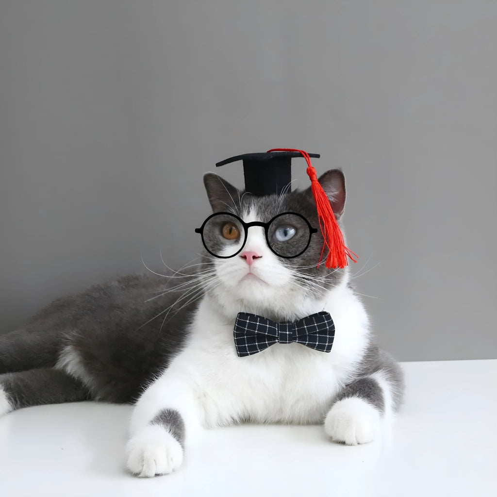 Pet dog wearing a yellow doctor's cap hair band and matching bow tie.