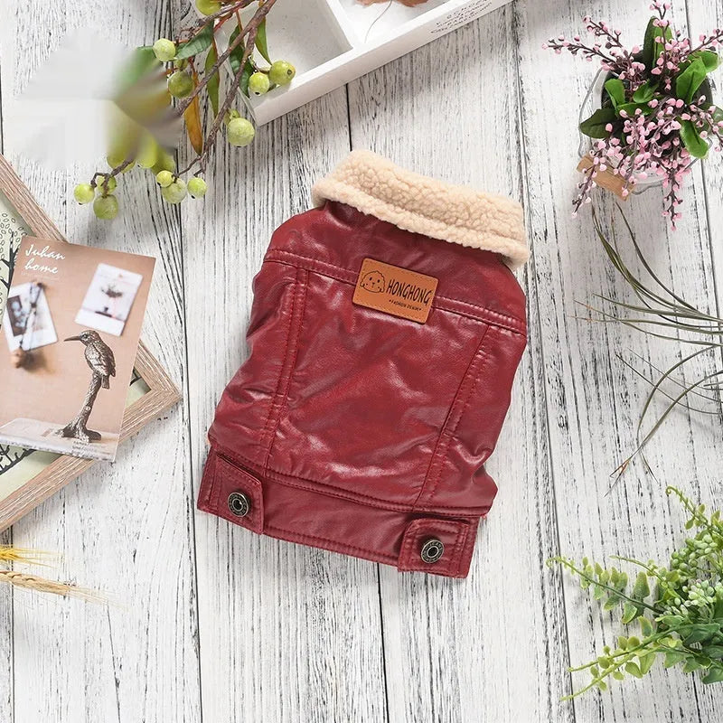 Red fleece-lined PU leather pet coat with British collar on small dog, two-legged winter design