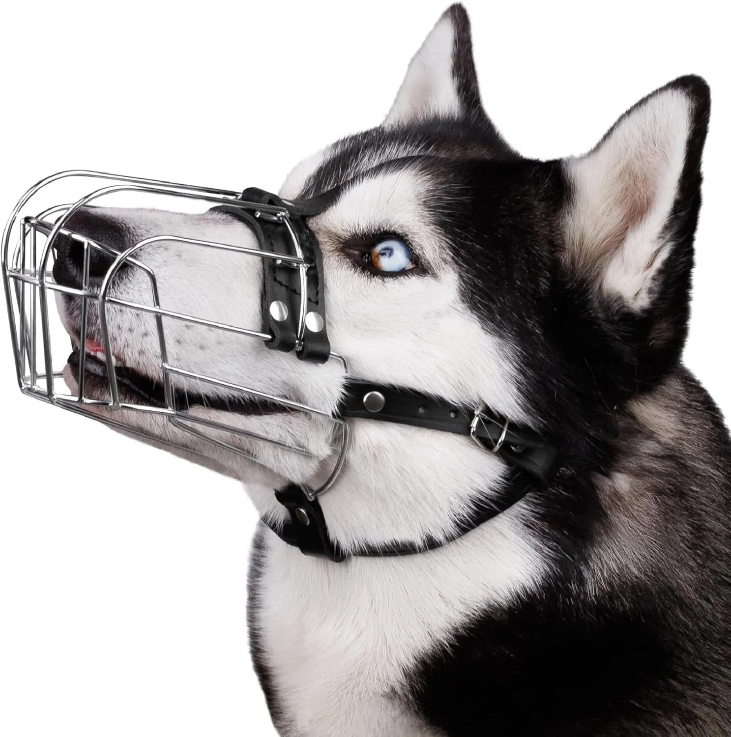 Black metal basket muzzle for large breed dogs, specifically for Golden Retrievers and German Shepherds.