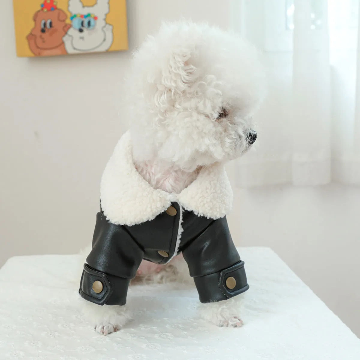 Dog wearing fleece lined padded coat in black colour with visible fleece lining at neck