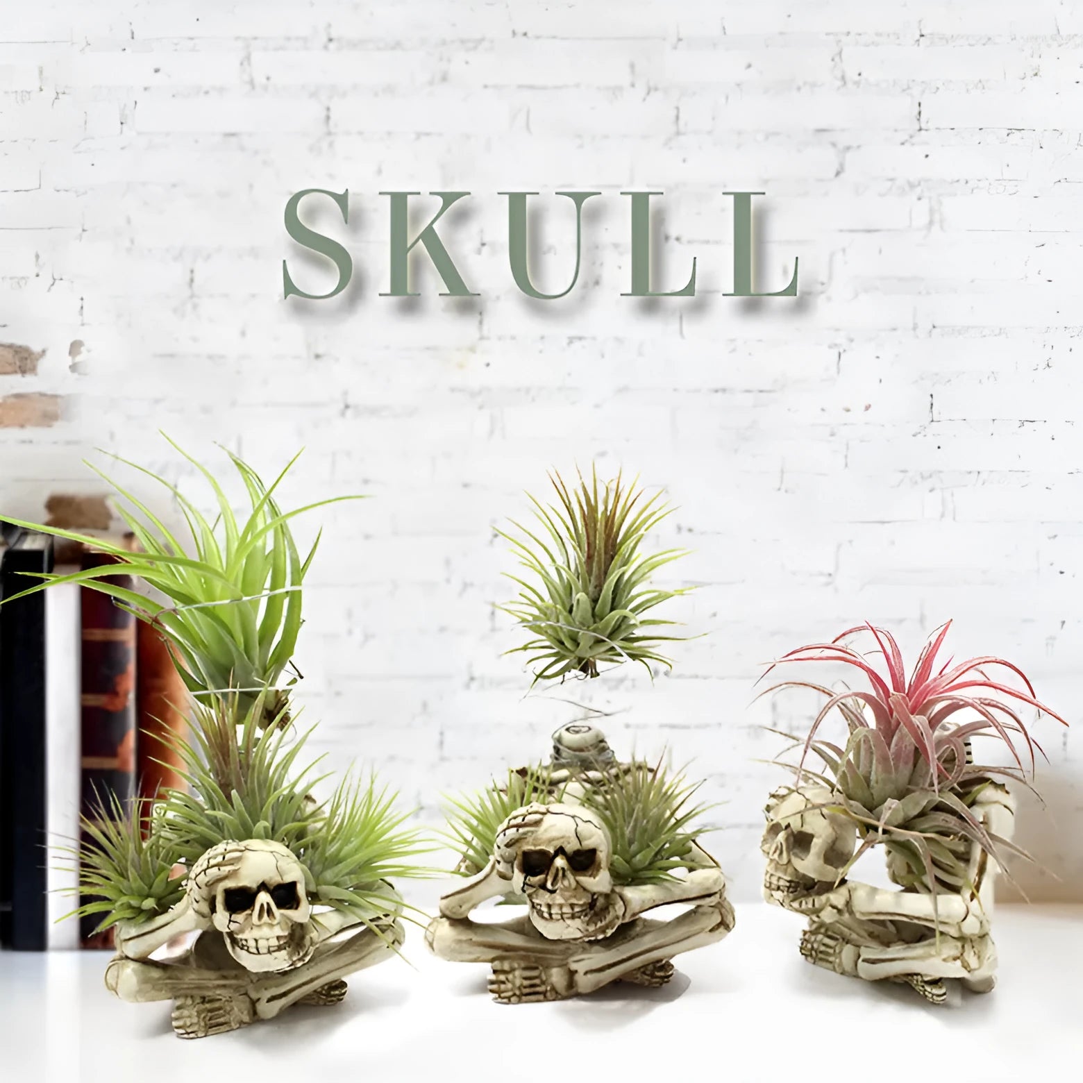 Gothic style resin skull air plant bracket with iron mounting base for tillandsia display