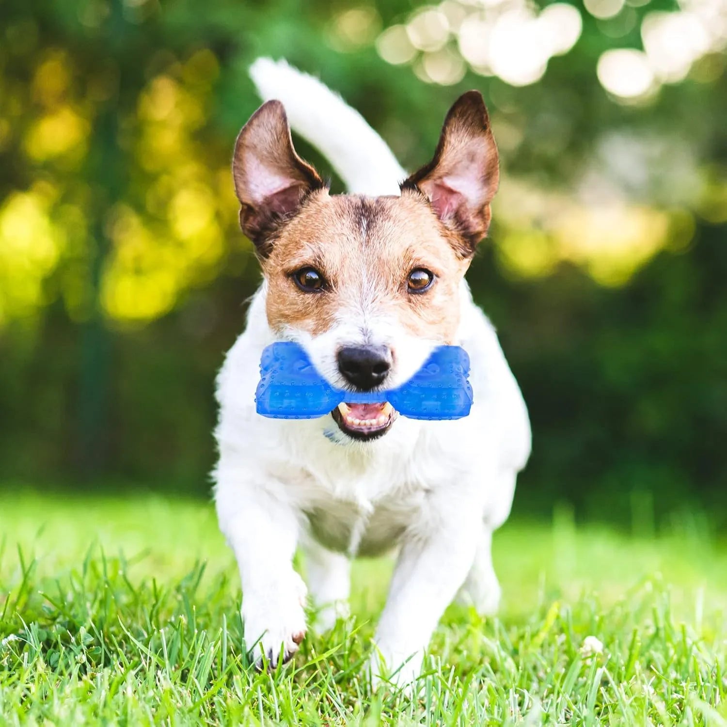 Freezable plastic bone and circle shaped dog chew toys for teething puppies.