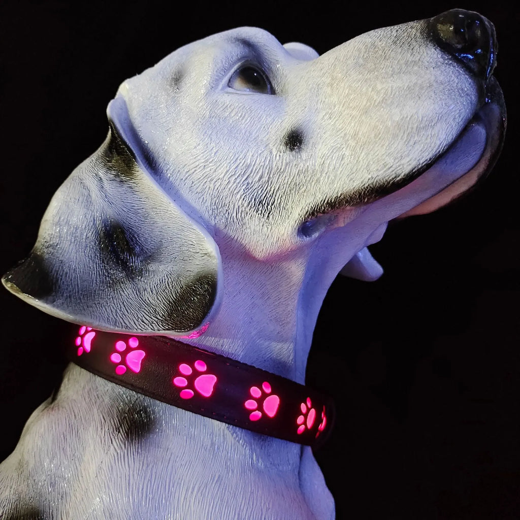 A dog wearing a black polyester LED collar emitting multi-coloured light, showing the adjustable buckle and USB charging port.