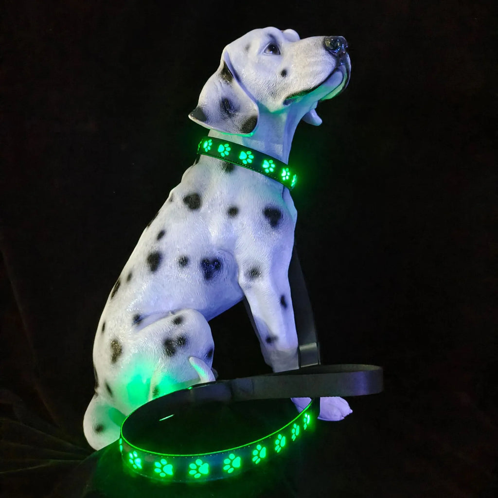 A dog wearing a black polyester LED collar emitting multi-coloured light, showing the adjustable buckle and USB charging port.