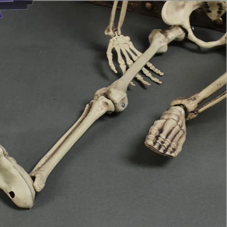 Full-size 170cm tall plastic skeleton prop for Halloween and event decoration
