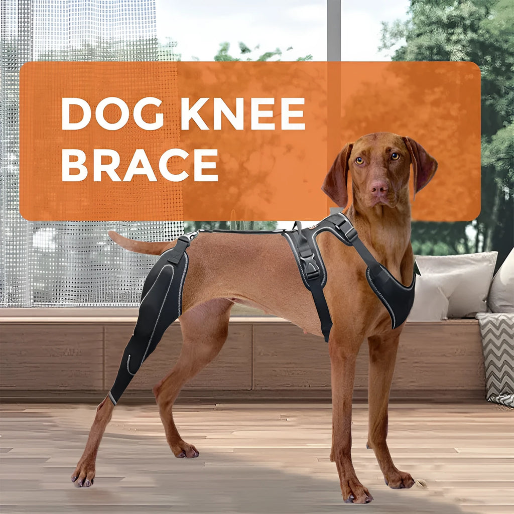 Black dog thigh protective sleeve with adjustable metal support and hook and loop fasteners